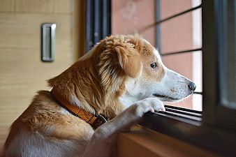 Brown and white dog looking out window with paws on ledge