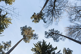 Low angle view of tall pine trees against blue sky