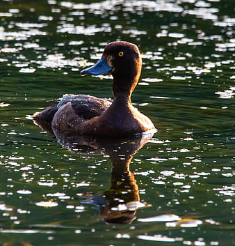 Male Greater Scaup Duck Swimming in Sparkling Water