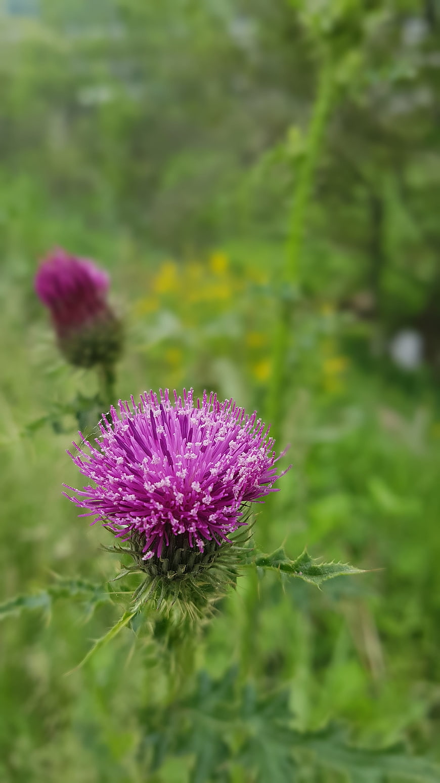 Close-up of a vibrant purple thistle flower in a green field