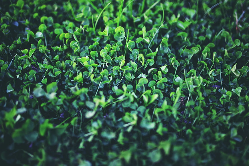 Close-up of lush green clover leaves in natural sunlight