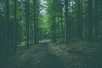 Mysterious Forest Path with Tall Trees and Green Canopy