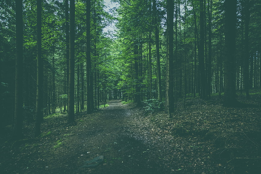 Mysterious Forest Path with Tall Trees and Green Canopy