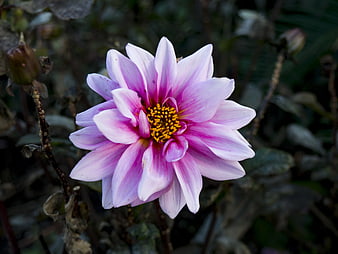 Close-up of a Pink Dahlia Flower with Yellow Center
