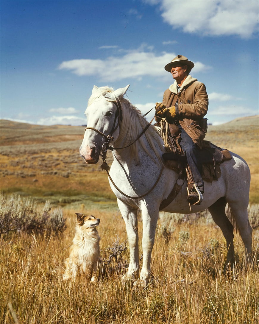 Cowboy on White Horse with Dog in Grassy Field