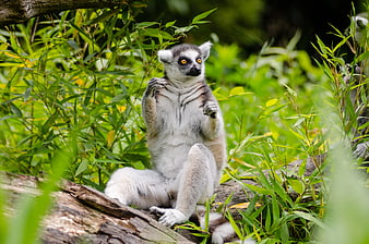 Ring-tailed Lemur Sitting on Log in Green Bamboo Forest