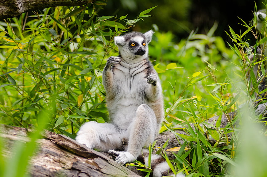Ring-tailed Lemur Sitting on Log in Green Bamboo Forest