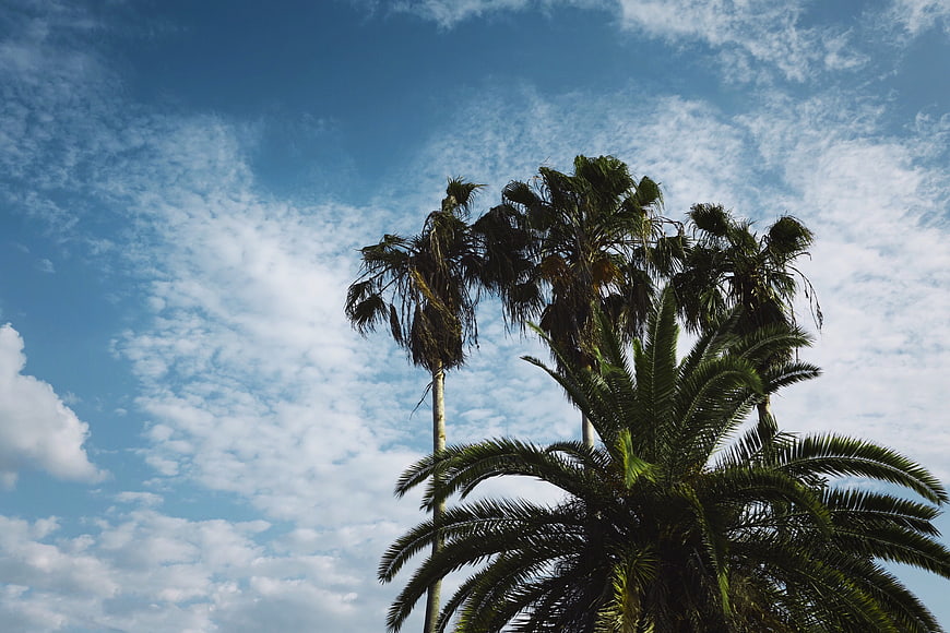 Tropical Palm Trees Against Blue Sky with Clouds