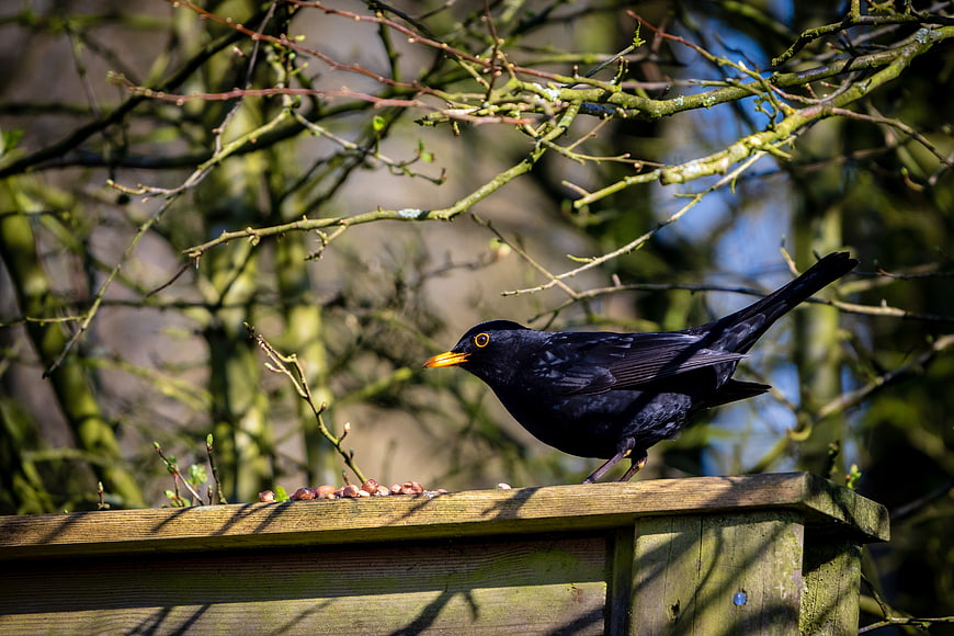 Blackbird perched on wooden fence eating seeds in spring