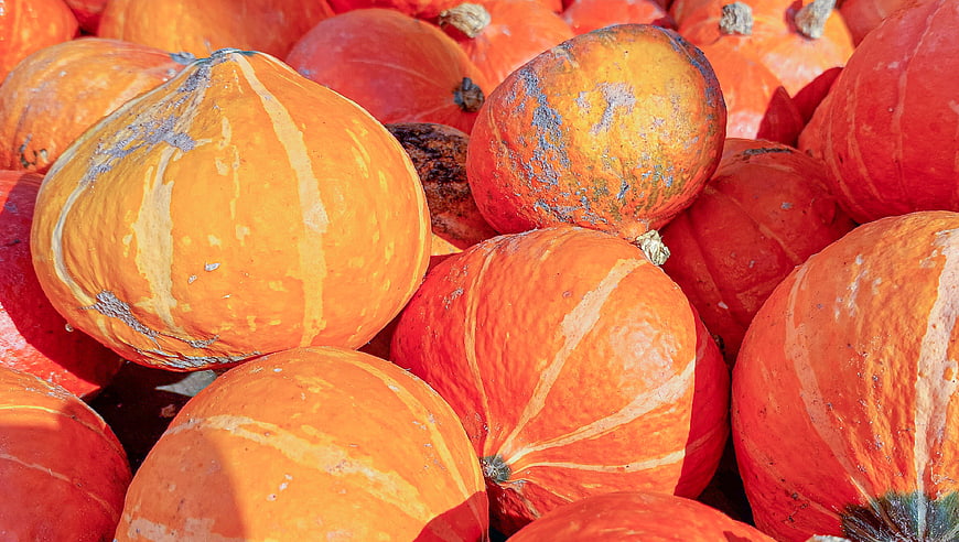 Close-up of vibrant orange pumpkins in autumn harvest pile