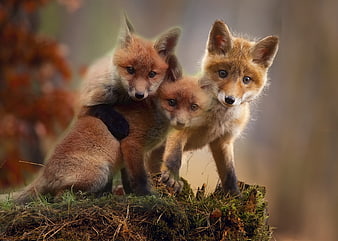 Three Adorable Red Fox Cubs Standing Together on Mossy Log