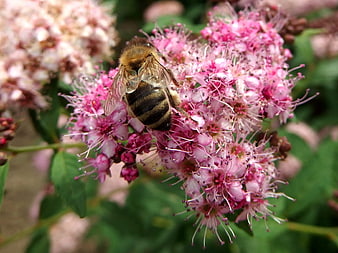 Honey Bee Pollinating Pink Spirea Flowers in Garden
