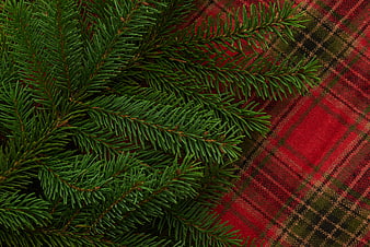 Christmas Pine Branches on Red Plaid Background