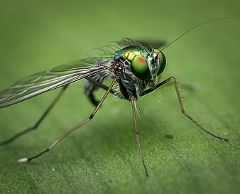 Macro Photography of Iridescent Green Shining Fly on Leaf