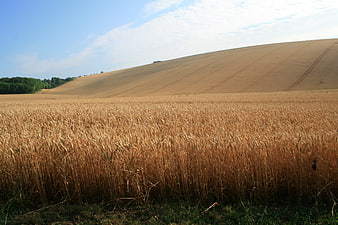 Golden wheat field on rolling hills under blue sky