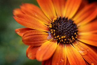 Close-up of vibrant orange flower with water droplets