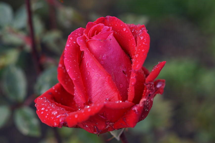 Close-up of a vibrant red rose with water droplets