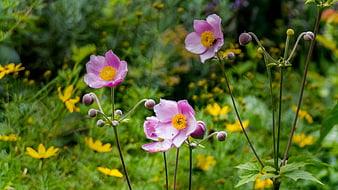 Pink Japanese Anemone Flowers in a Lush Green Garden