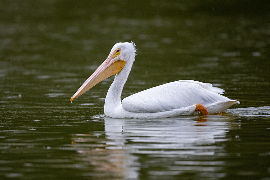 White Pelican Swimming in Calm Green Water