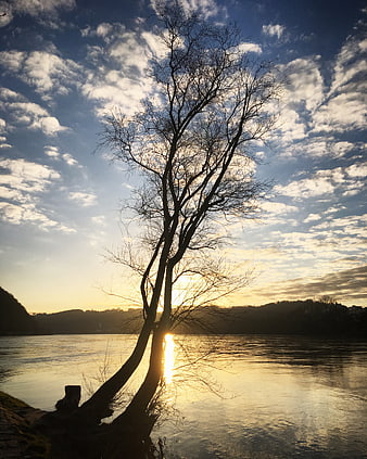 Silhouette of bare tree by river at golden hour sunset