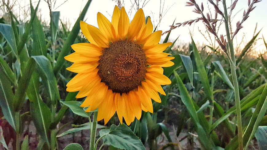 Vibrant Sunflower in Green Field at Sunset