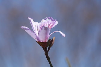 Close-up of a delicate purple flower against a soft blue background
