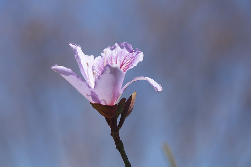 Close-up of a delicate purple flower against a soft blue background