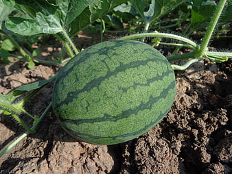 Fresh Green Watermelon Growing in Garden Soil