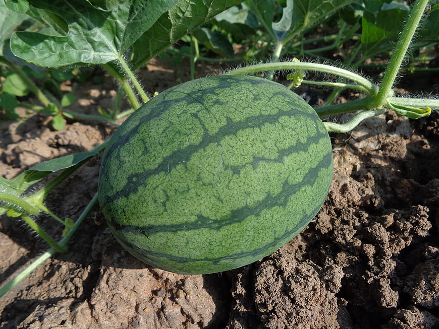 Fresh Green Watermelon Growing in Garden Soil