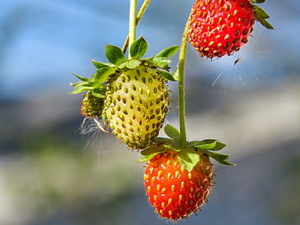 Close-up of ripening strawberries on the vine
