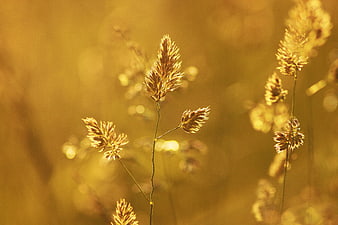 Golden Wheat Stalks Backlit by Sunset Sunlight