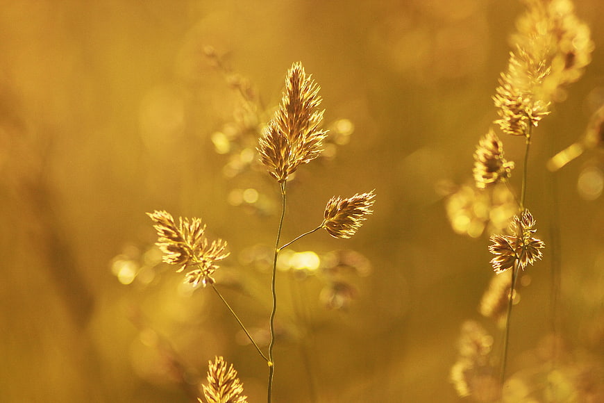 Golden Wheat Stalks Backlit by Sunset Sunlight