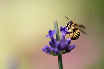Close-up of a bee pollinating a purple lavender flower