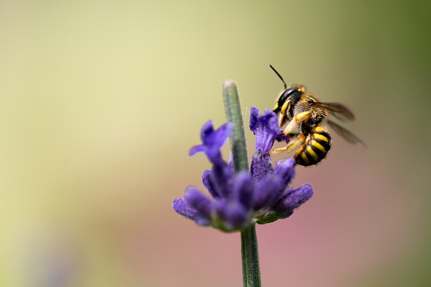 Close-up of a bee pollinating a purple lavender flower