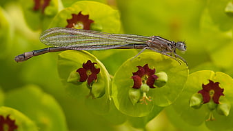 Damselfly on Green Plant with Maroon Flowers