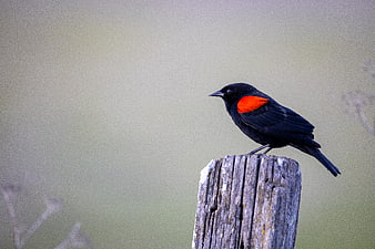 Red-winged Blackbird Perched on Weathered Wooden Post