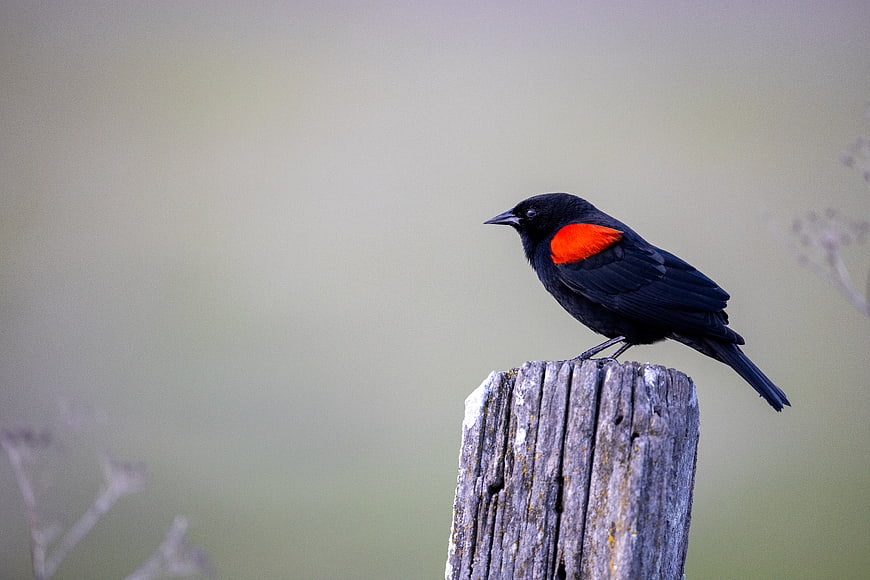 Red-winged Blackbird Perched on Weathered Wooden Post