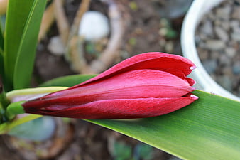 Close-up of a vibrant red amaryllis flower bud on a green leaf