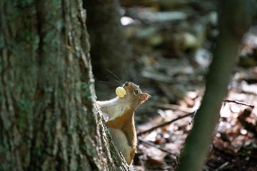 Cute Squirrel Eating Nut in Forest