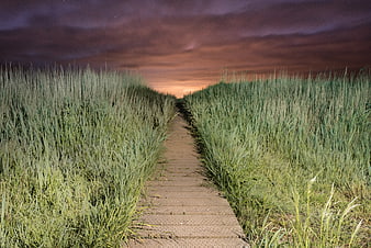 Wooden boardwalk path through tall green grass at sunset