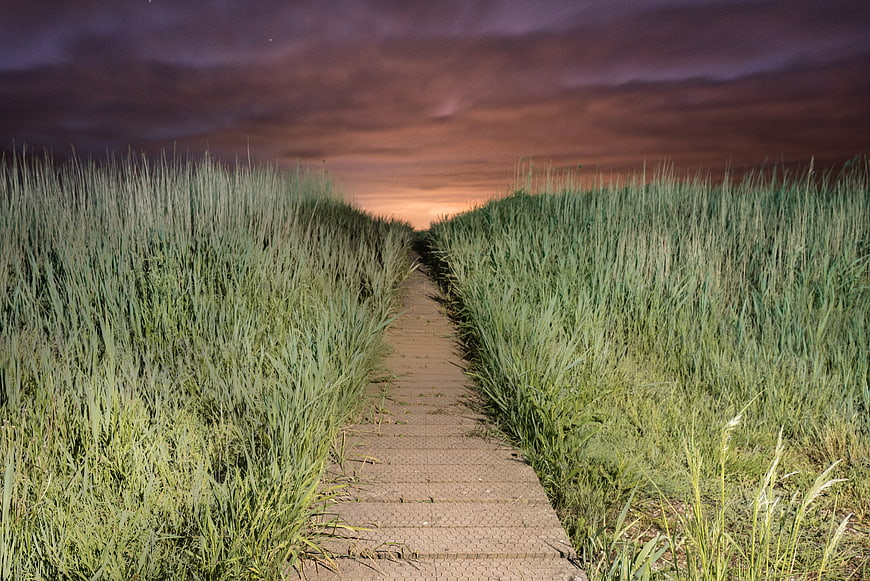 Wooden boardwalk path through tall green grass at sunset