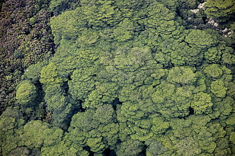 Aerial View of Dense Green Forest Canopy Texture