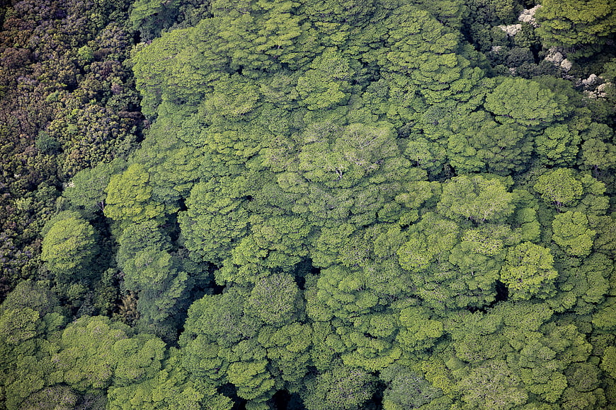 Aerial View of Dense Green Forest Canopy Texture