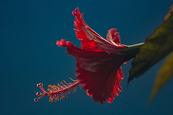 Red Hibiscus Flower Close-Up Against Blue Background