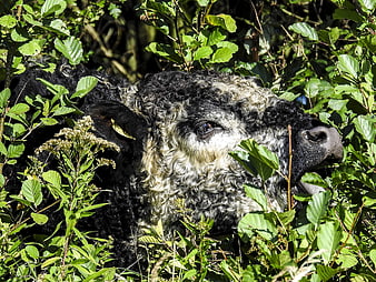 Close-up of a black and white Galloway cow in green foliage
