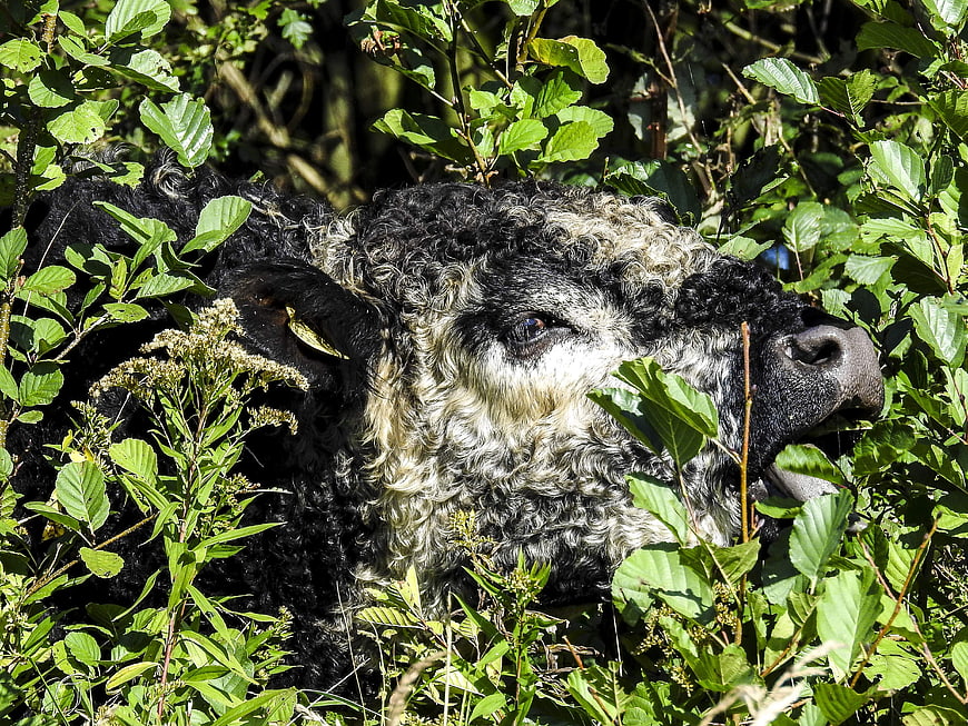Close-up of a black and white Galloway cow in green foliage