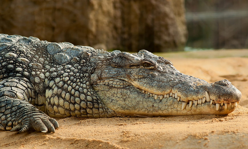 Close-up of a crocodile resting on sandy ground