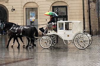 White Horse-Drawn Carriage With Rainbow Umbrella On Rainy City Street