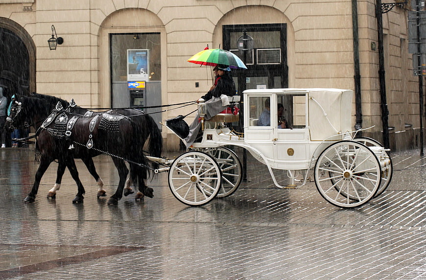 White Horse-Drawn Carriage With Rainbow Umbrella On Rainy City Street