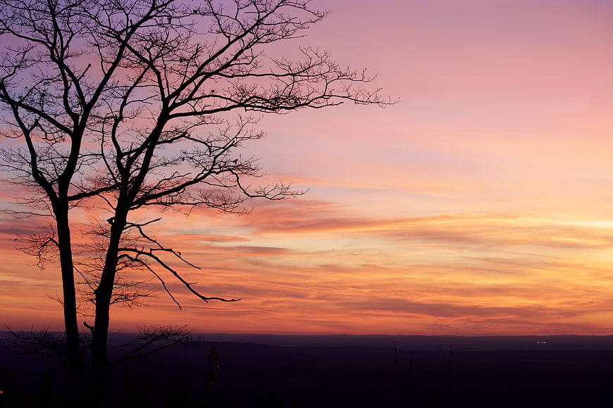 Silhouette of bare tree against vibrant pink and orange sunset sky